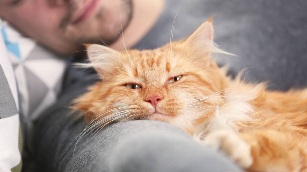 Why Your Cat’s “Kiss” Might Actually Be a Secret Love Language You’ve Never Decoded Before