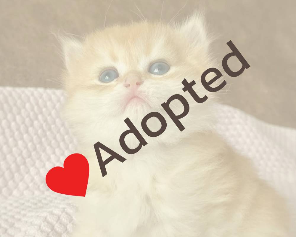Dolce: The Surprising Secret Behind This Sweet Sensation That Pet Lovers Can’t Stop Buzzing About