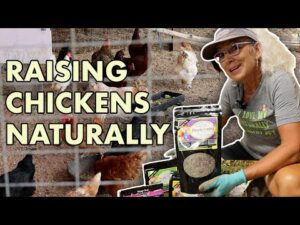 🐔What it's like to raise Naturally Healthy Chickens