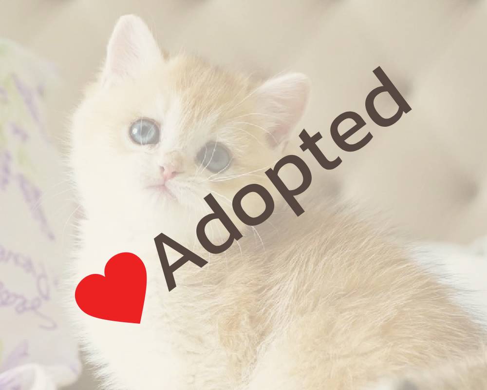 Beyli: The Surprising Secret Behind This Pet’s Unstoppable Energy That Every Owner Needs to Know