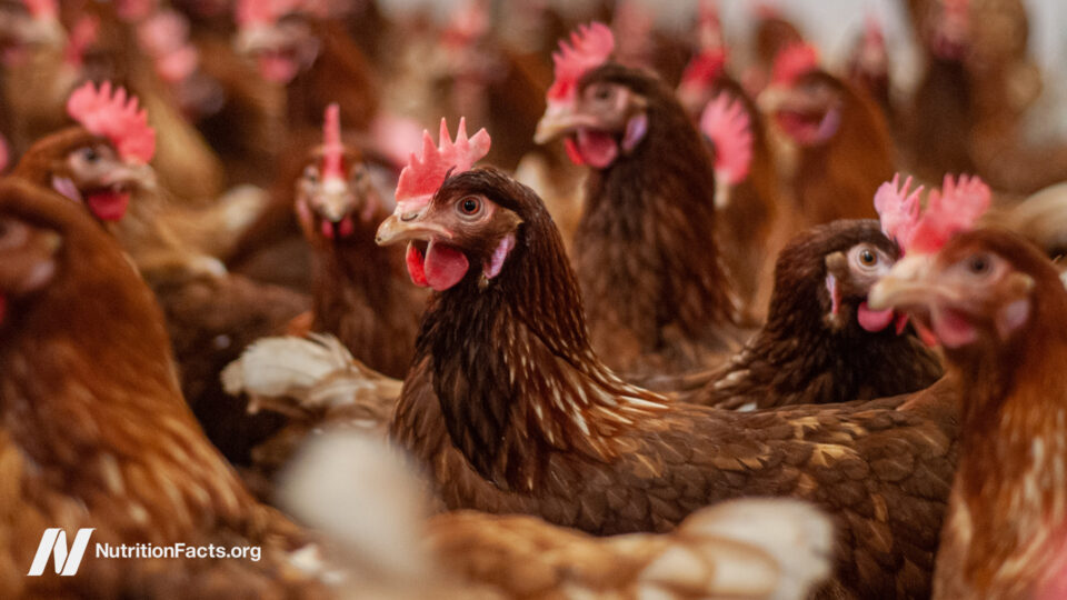 Bird Flu Uncovered: The Silent Threat Lurking in Our Backyards and How You Can Outsmart It Today