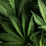 Could Cannabis Be the Unexpected Game-Changer in Managing IBD Symptoms?