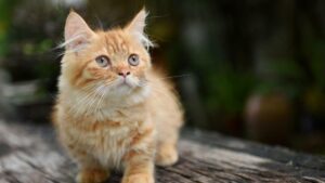 Discover the Adorable World of Short-Legged Cats: Why These Unique Breeds Are Stealing Hearts Everywhere!