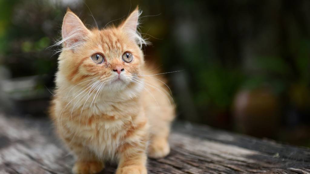 Discover the Adorable World of Short-Legged Cats: Why These Unique Breeds Are Stealing Hearts Everywhere!