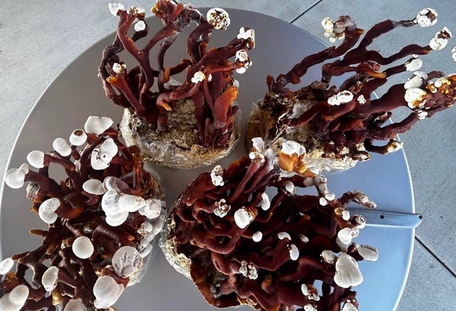 How Cultivating Mushrooms Sparked a Health Revolution—and the Unexpected Tincture That Changed Everything