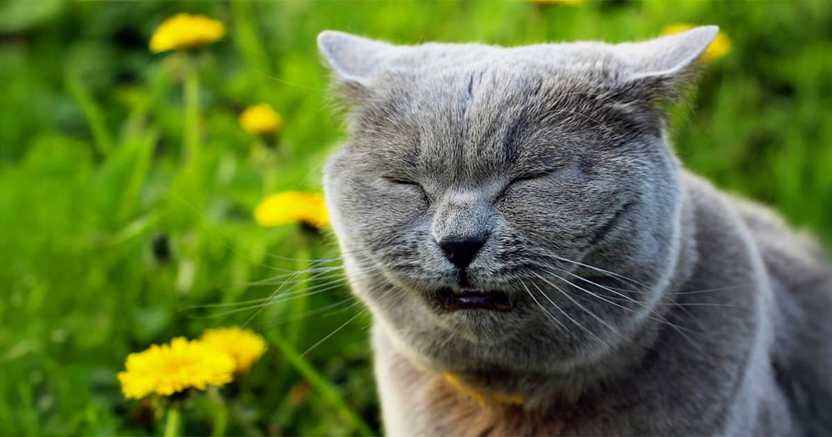 Is Your Cat’s Sneezing Just Allergies—or a Silent Warning You Can’t Afford to Miss?
