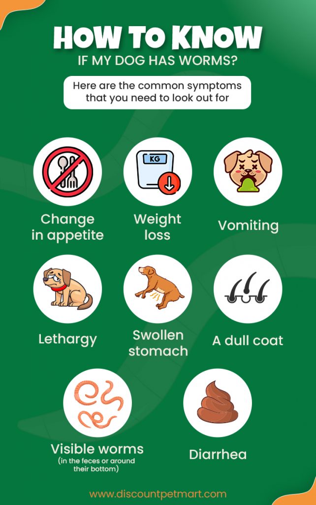 Is Your Dog Really Safe? The Shocking Truth About Worming Every Dog Parent Needs to Hear Now