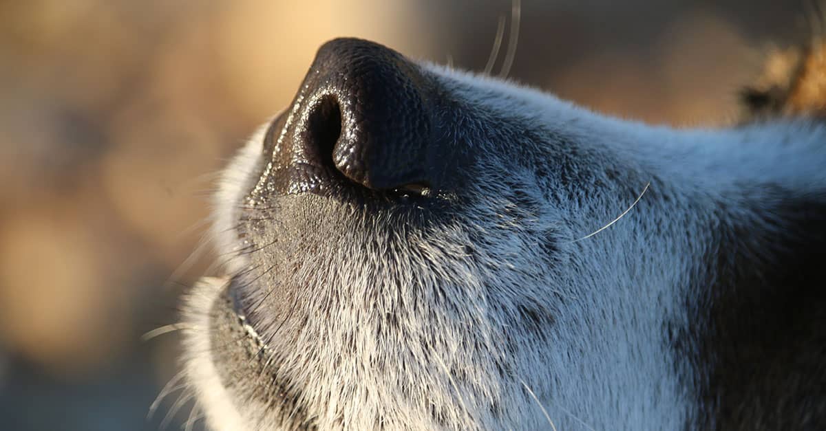 Is Your Dog’s Dry Nose Hiding a Secret Health Warning You Can’t Afford to Miss?