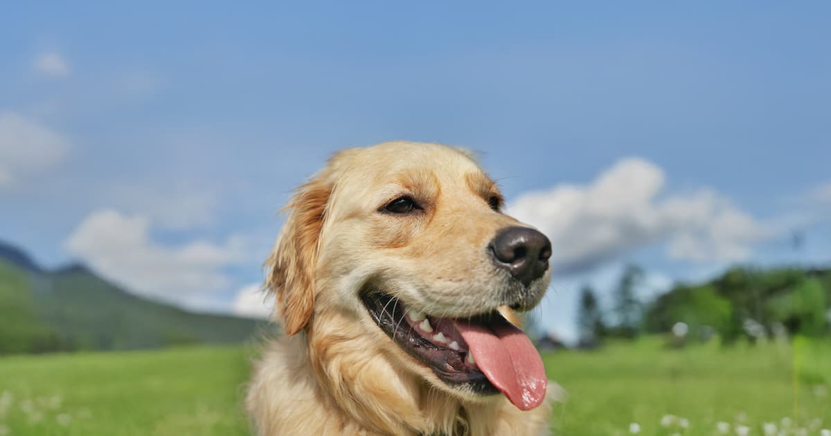 Is Your Dog’s Heavy Panting a Hidden Warning Sign? Here’s What Every Pet Owner Needs to Know!