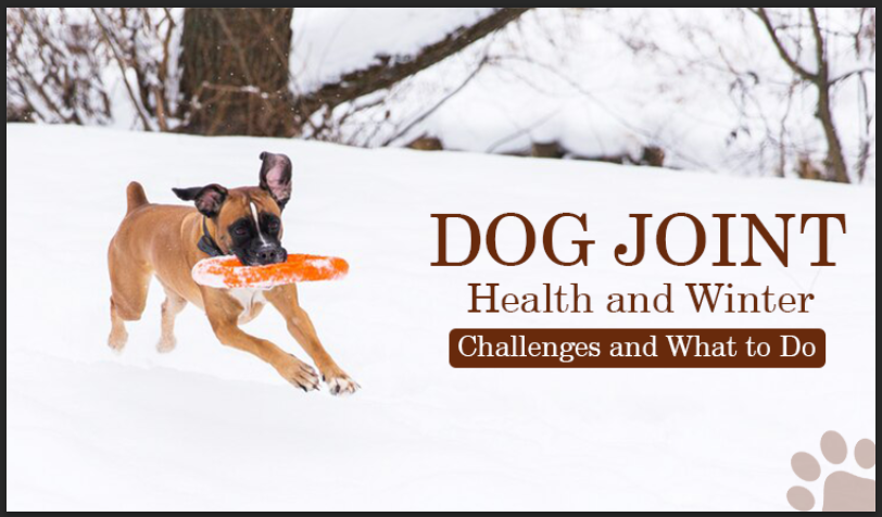 Is Your Dog’s Winter Slump a Sign of Joint Trouble? Here’s What Every Pet Owner Must Know Before It’s Too Late