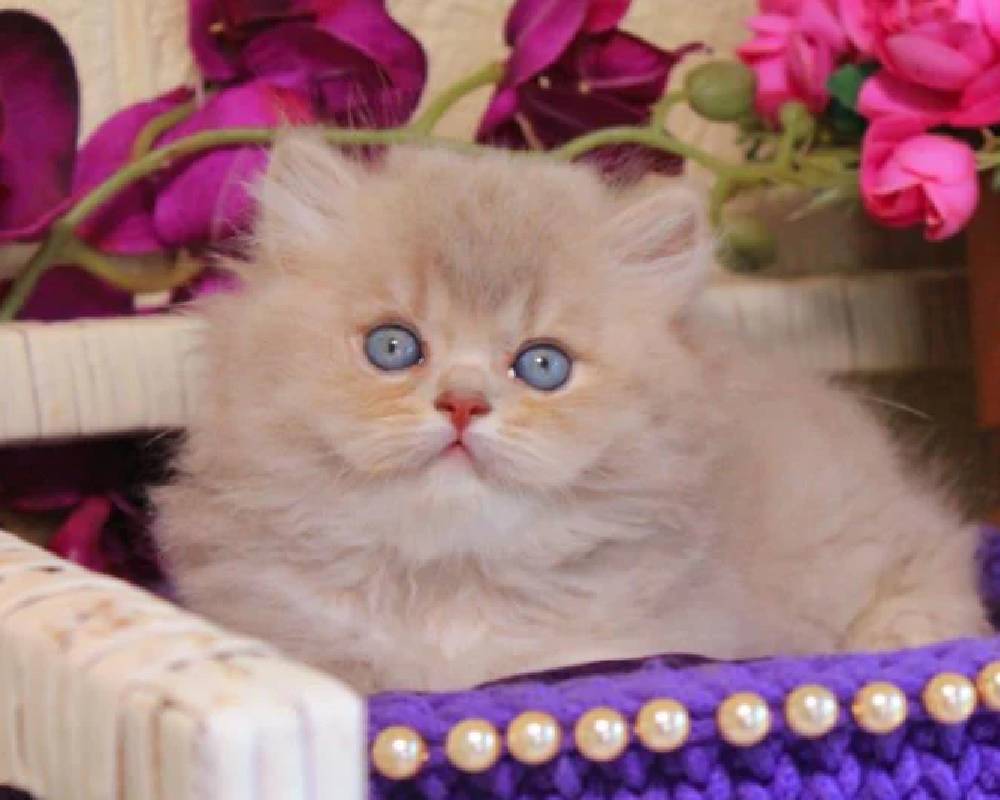 Simon: The Surprising Pet Transformation That’s Changing the Fitness Game Forever