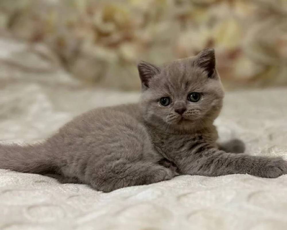 Stiven’s Surprising Secret: What Every Pet Owner Needs to Know Now