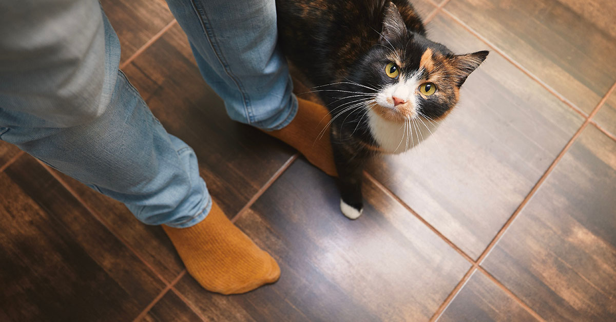 The Surprising Reason Your Cat Can’t Seem to Leave Your Side — It’s Not What You Think!