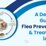 The Surprising Truth About Flea Prevention Every Cat Owner Needs to Know Before It’s Too Late