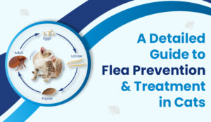 The Surprising Truth About Flea Prevention Every Cat Owner Needs to Know Before It’s Too Late