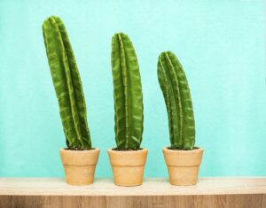 The Surprising Truth About When Penis Growth Actually Ends – What No One Tells You!