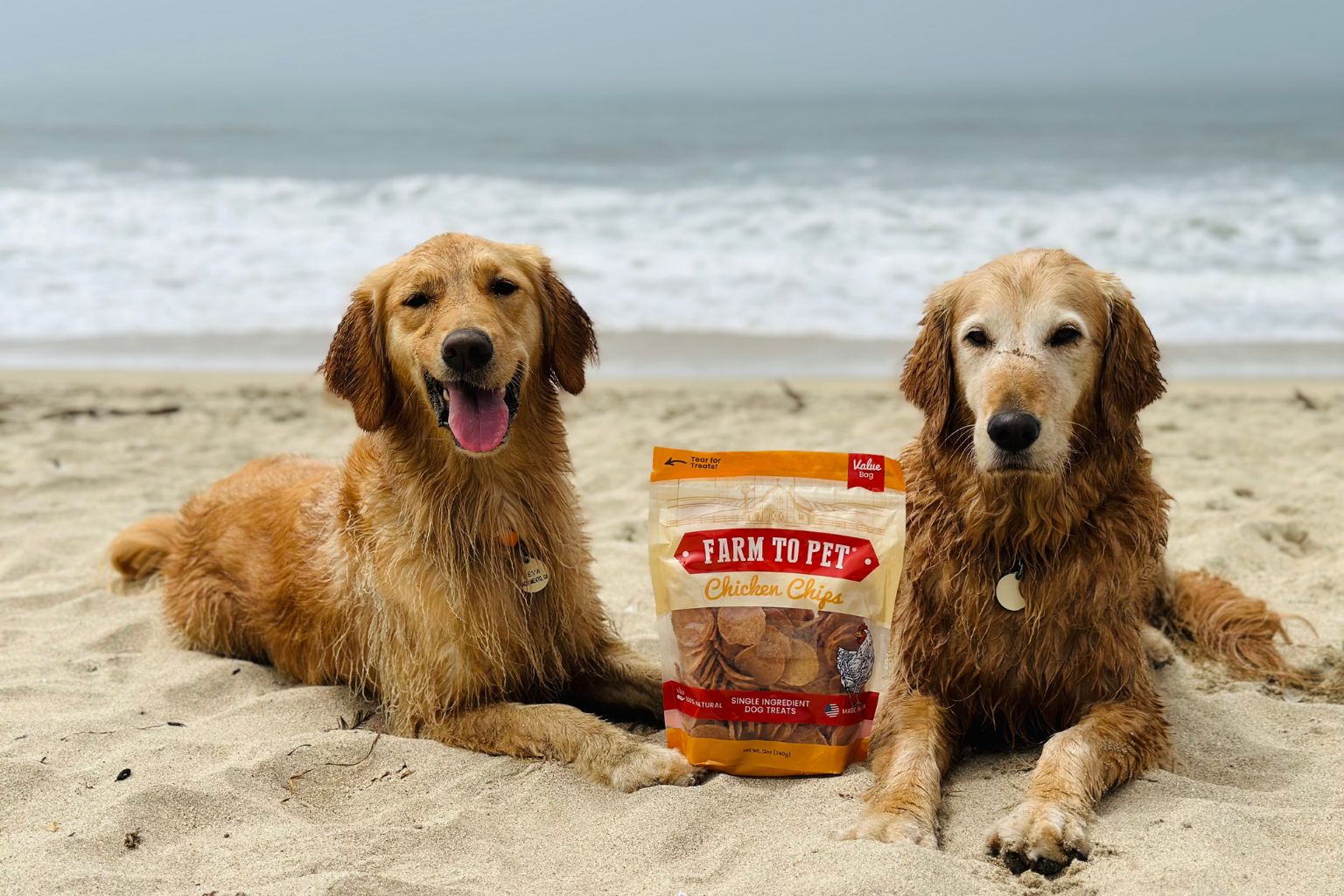 Unleash Adventure: Discover 2025’s Hidden Dog-Friendly Vacation Gems Only True Pup Parents Know About