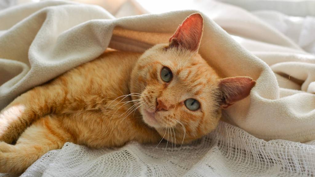 Unleash Your Orange Cat’s True Spirit: 200 Names That Spark Personality and Purr-sonality Like Never Before