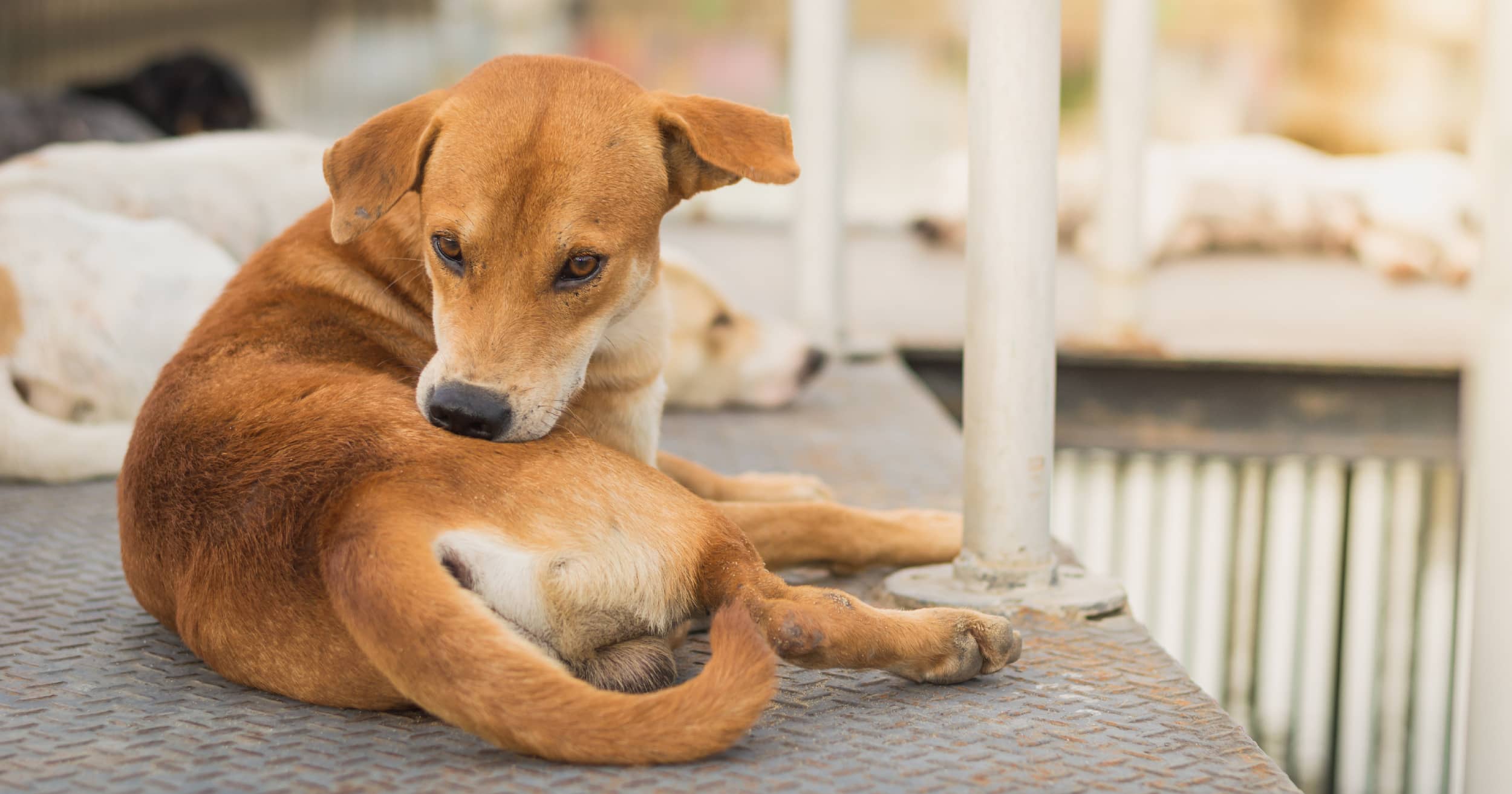 Unlock the Hidden Signs: What Fleas on Your Dog Really Look Like and Why You’ve Been Missing Them