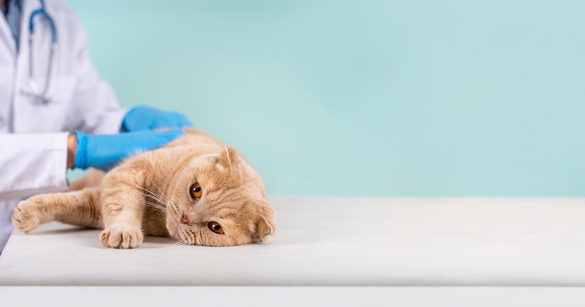 Unlock the Hidden Threat: What Every Cat Owner Must Know About Feline Leukemia Virus Before It’s Too Late