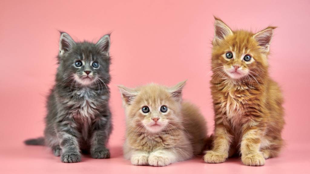 Unlock the Secret Maine Coon Cat Names Experts Swear By – Your Perfect Feline Identity Awaits!