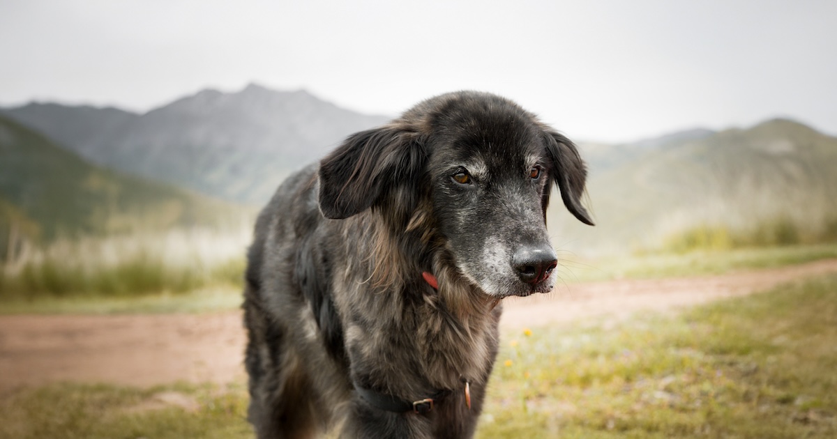 Unlock the Secret Struggles Your Aging Dog Isn’t Telling You—And How to Fix Them Before It’s Too Late