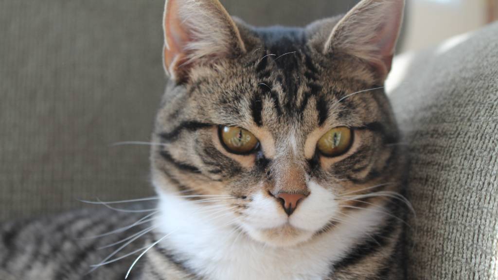 Unlock the Secret to Perfect Tabby Cat Names: 130 Unforgettable Picks That’ll Make Your Feline Stand Out Instantly