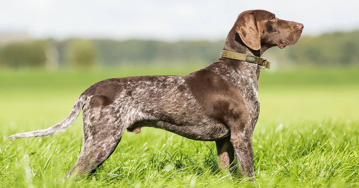 Unlock the Secrets of These 5 Pointer Dog Breeds That Could Change Your Life and Fitness Routine Forever!