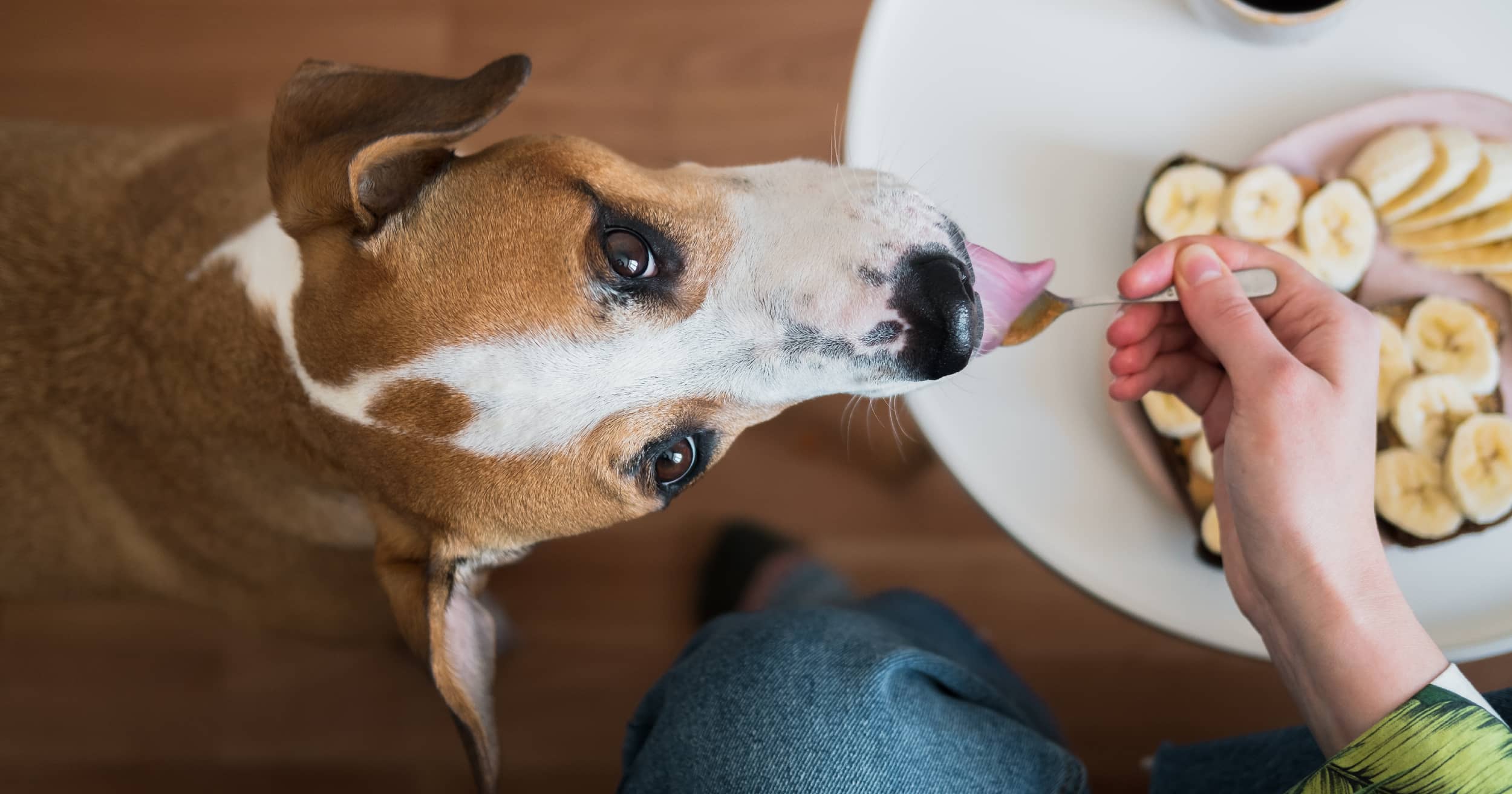 Unlock the Surprising Human Foods Your Dog Can Safely Devour—Vet-Approved and Vet-Recommended!