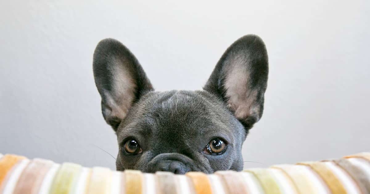 Unlock the Surprising Truth About How Dogs Really See the World—It’s Not What You Think!