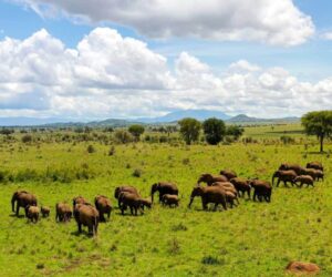Unlock Uganda’s Wild Secrets: 5 Luxe Lodges Where Adventure Meets Opulence Like Never Before