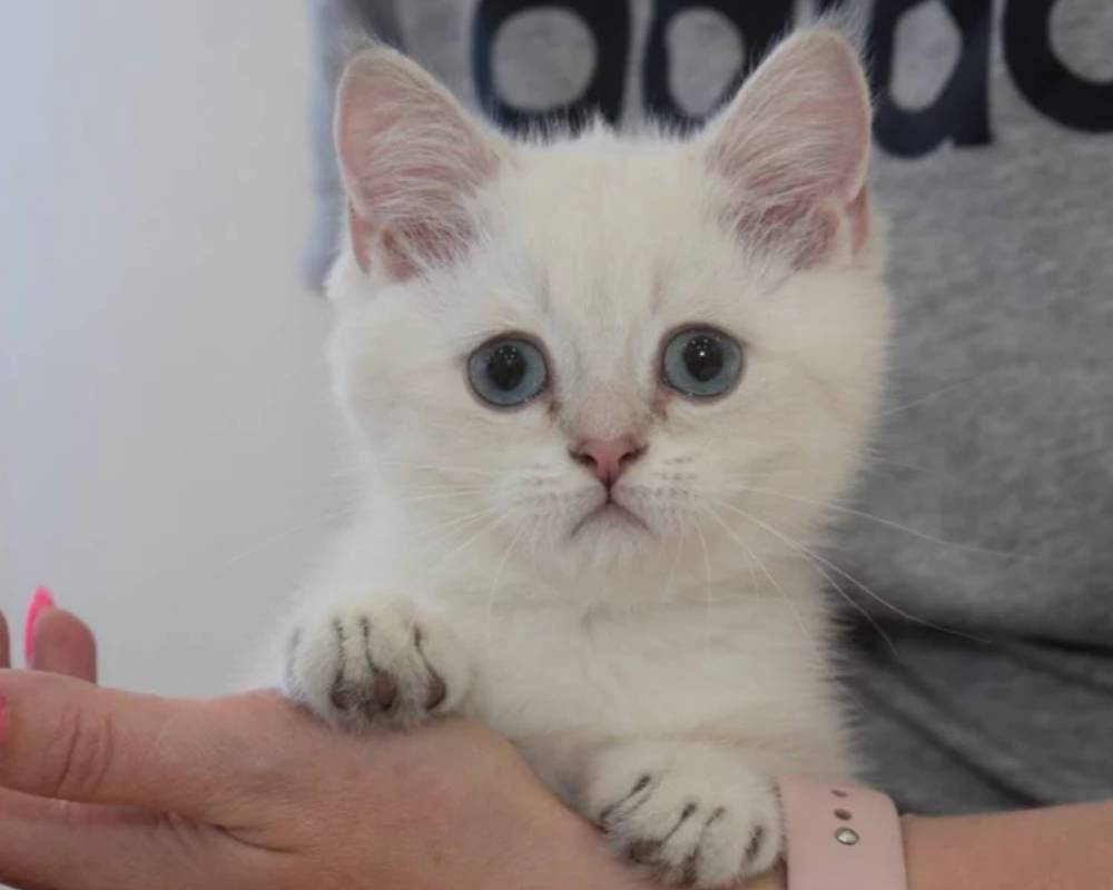Unlocking Ramik: The Surprising Fitness Secret Pet Owners Aren’t Talking About—But Should Be!