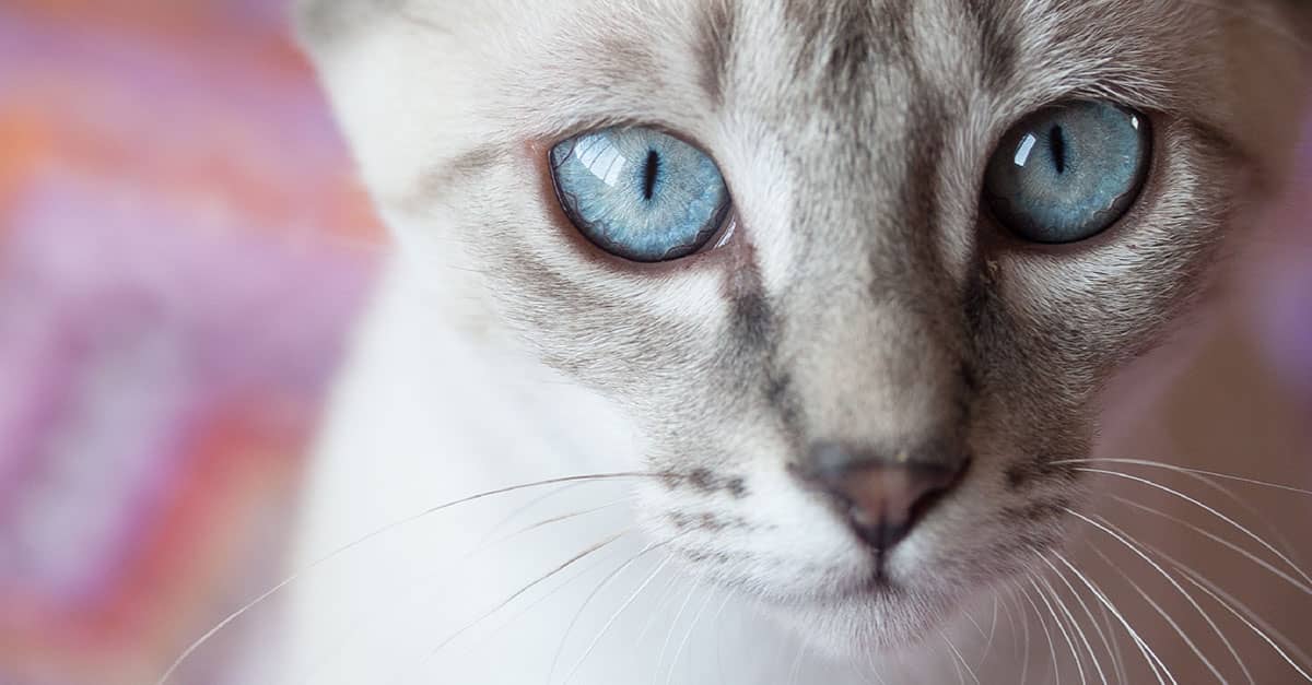Unlocking the Mystery: What Colors Do Cats Really See That You’re Missing?