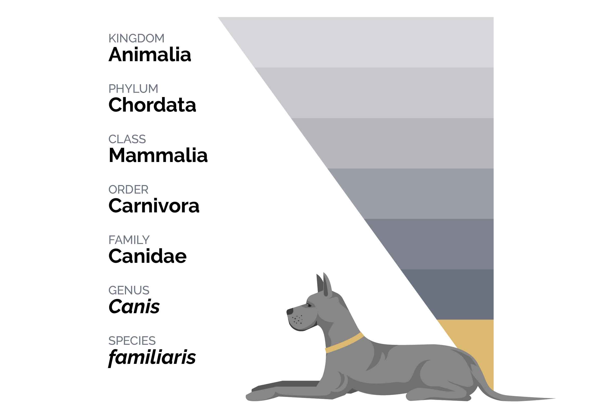 Unlocking the Truth: Is Your Dog Really a Carnivore or a Secret Omnivore in Disguise?