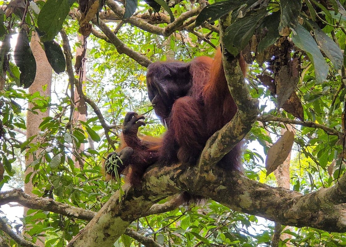 Unveiling Sabah: The Untamed Heart of Borneo That Could Transform Your Next Adventure—and Your Soul