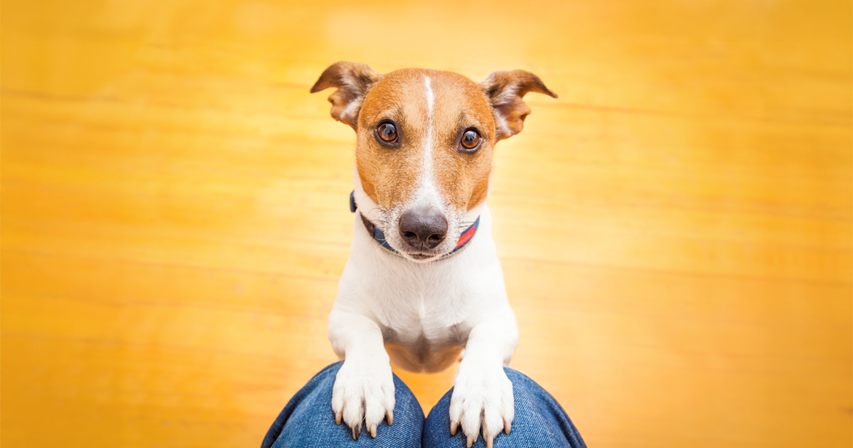 What Your Dog’s Stare REALLY Means — The Surprising Truth Every Pet Owner Needs to Know!