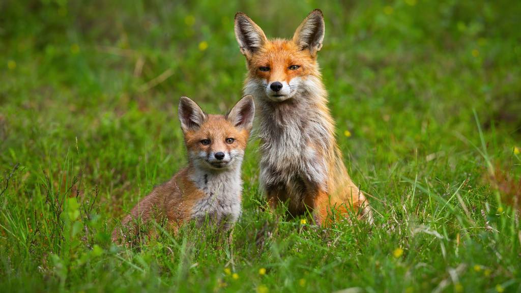 When the Night Falls: The Shocking Truth About Foxes Hunting Your Beloved Cats Outside