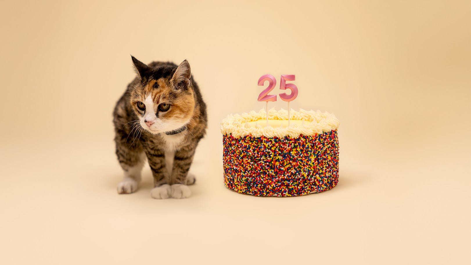 Whisker’s 25th Anniversary Surprise: How a Legendary Feline Icon and a $25K Giveaway Could Change Everything You Thought You Knew