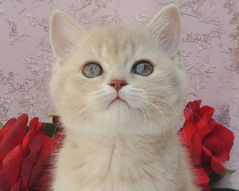 Zefirka: The Surprising Pet Phenomenon That’s Changing How We Understand Animal Intelligence Forever