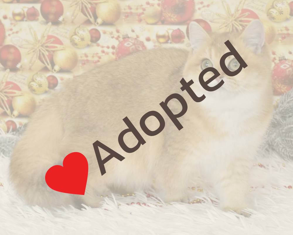 Celine: The Surprising Secret Behind Her Unstoppable Rise That Every Pet Lover Needs to Know!