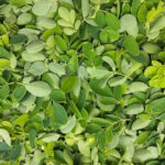 Could Moringa Be the Secret Superfood That’s Outperforming Every Other Nutritious Powerhouse You Know?