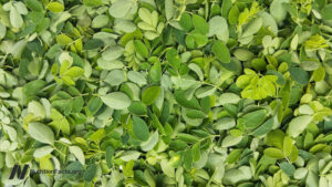 Could Moringa Be the Secret Superfood That’s Outperforming Every Other Nutritious Powerhouse You Know?