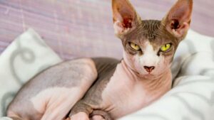 Discover the 15 Strangest Cat Breeds That Look Like They’re From Another Planet — You Won’t Believe #7!