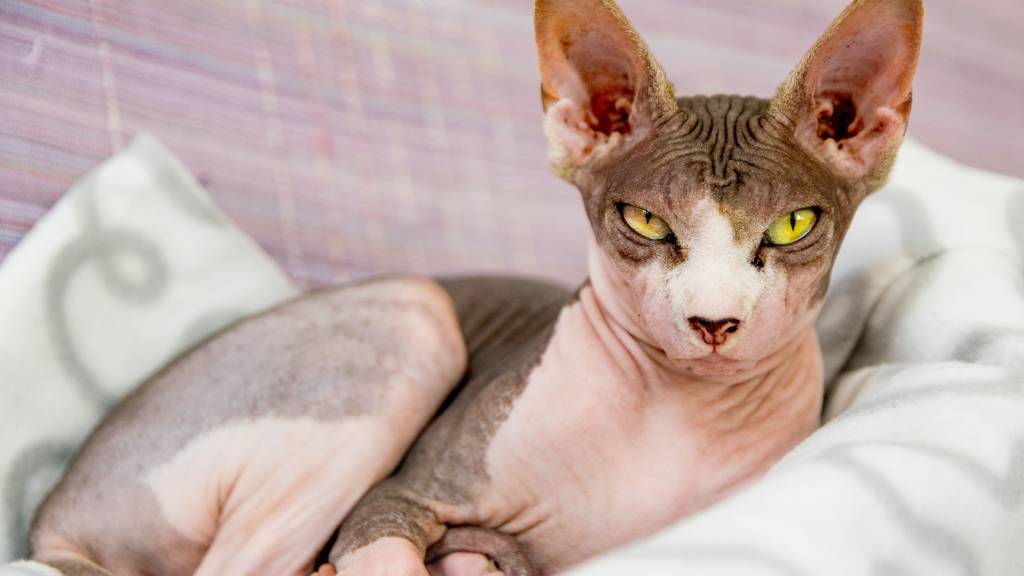 Discover the 15 Strangest Cat Breeds That Look Like They’re From Another Planet — You Won’t Believe #7!