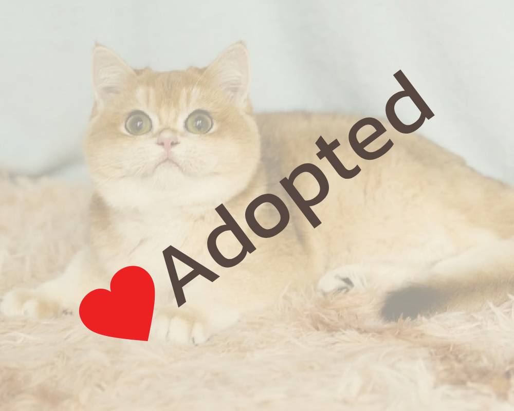 Discover the Surprising Secret Behind Camelia That Every Pet Lover Needs to Know!