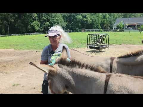 Ella the Donkey - Her Story
