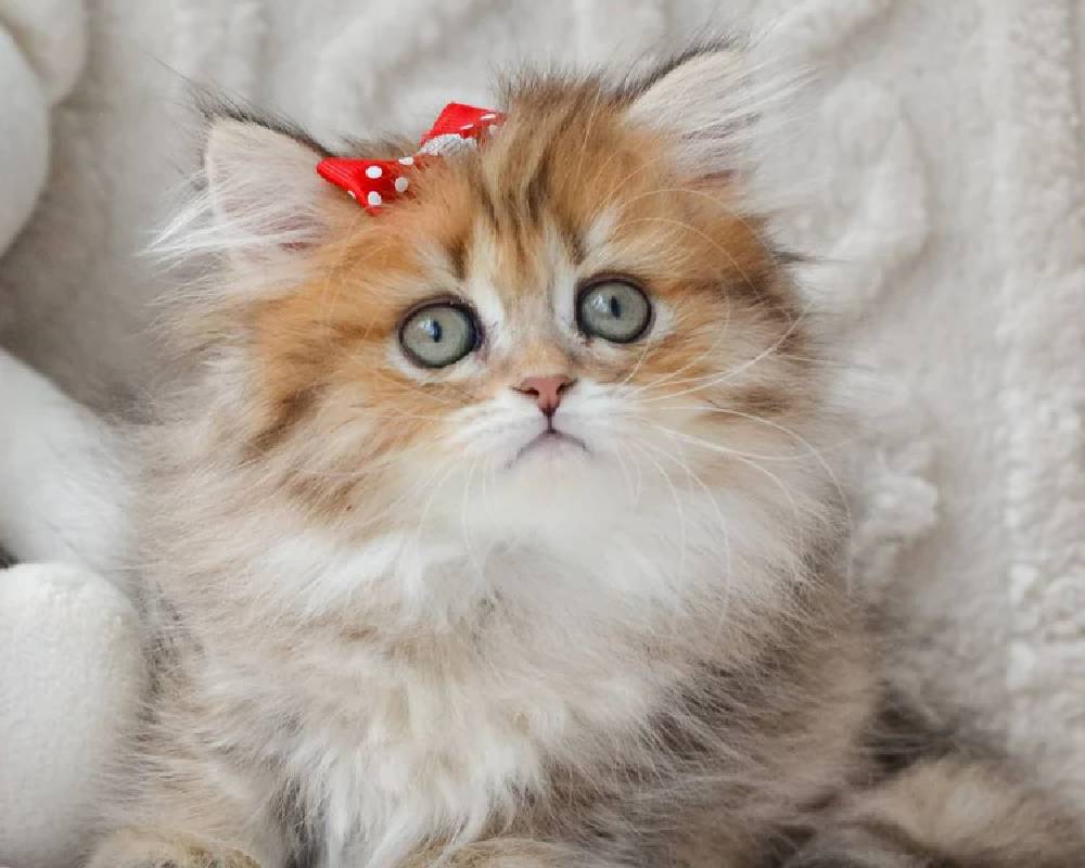 Fluffy's Secret: Why This Adorable Pet Could Change Your Workout Routine Forever