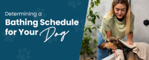 Is Your Dog Really Clean? Discover the Shocking Truth About Bathing Frequency by Breed!