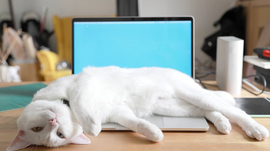 Male vs Female Cats: Which One Truly Matches Your Lifestyle and Personality?