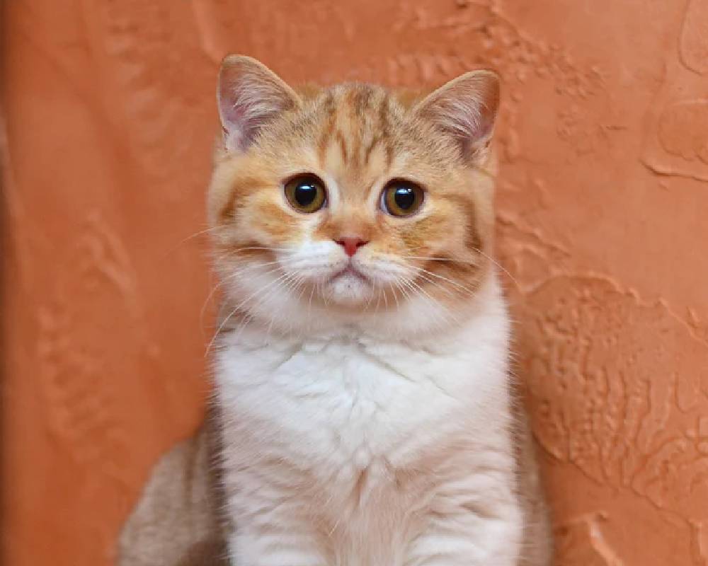 Melody: The Surprising Connection Between Your Pet’s Mood and This Hidden Fitness Secret